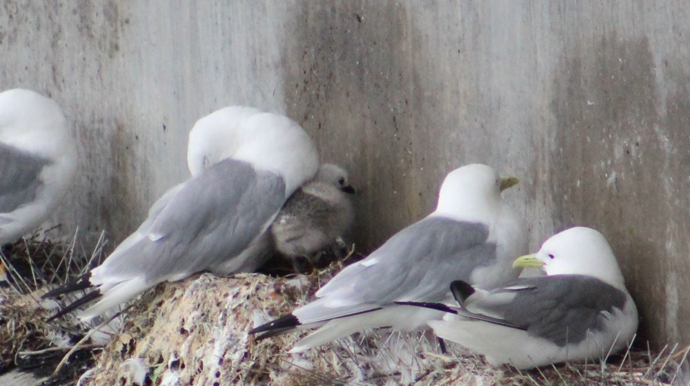 Seagulls were nesting right above the fish and Bill pointed out this baby Black-legged Kittiwake