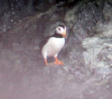 Lee got this shot of a horned puffin which I used for my Bird page