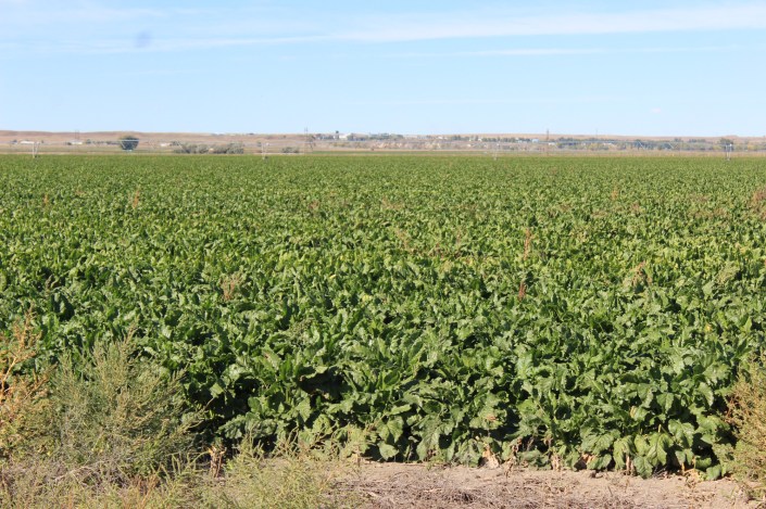 Lots of beet fields