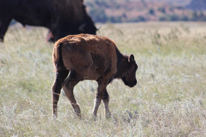 More bison