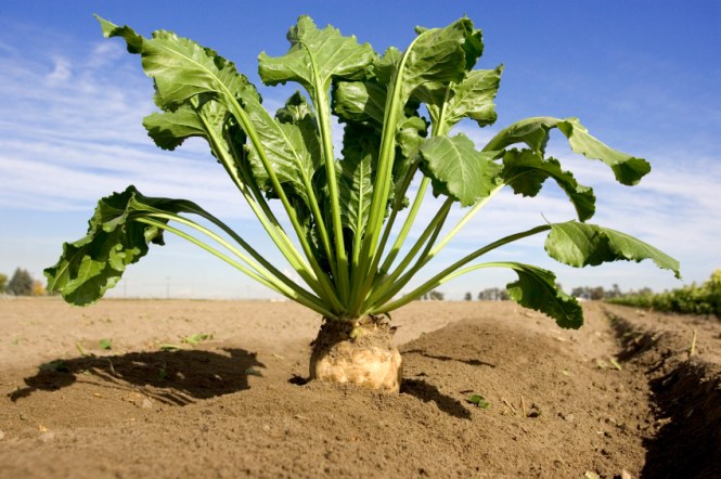 sugar-beets-politicsoftheplatedotcom