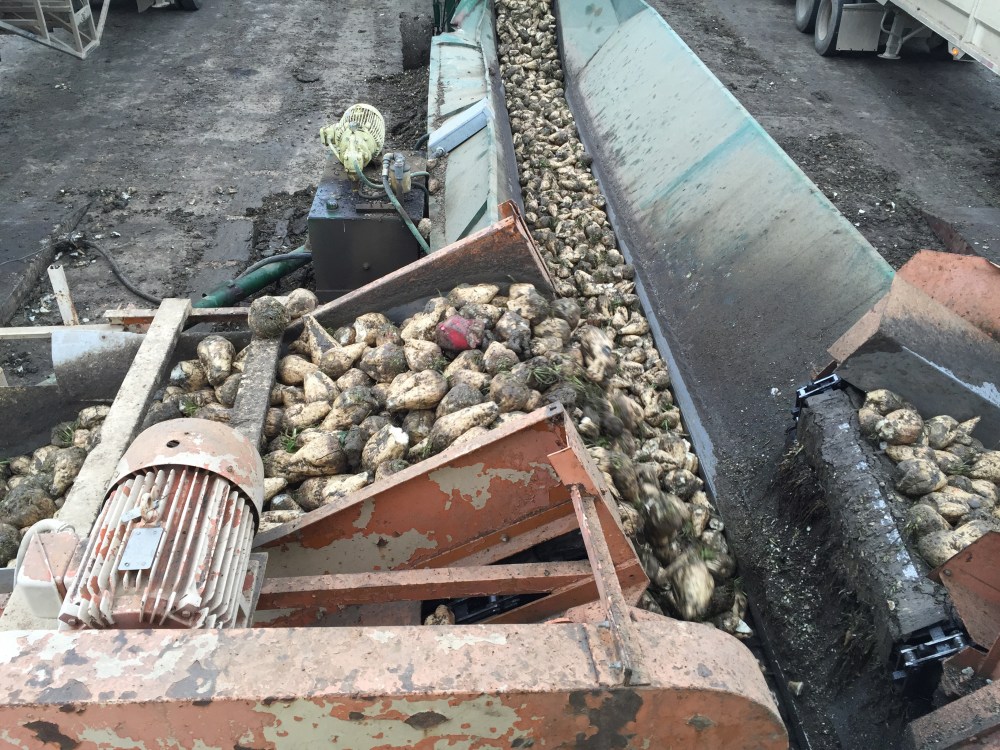 One red beet in the pile