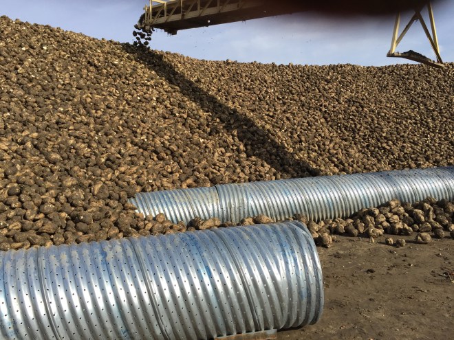Then as we pile more beets they are covered. so they have to be close to the pile, but still leave room for trucks to pull out