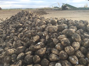 The beets make a pretty piler