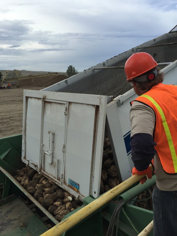Marvin directs the drivers to pour their beets into the hoppers.