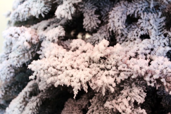 Close up of the branches. This is a heavy flock