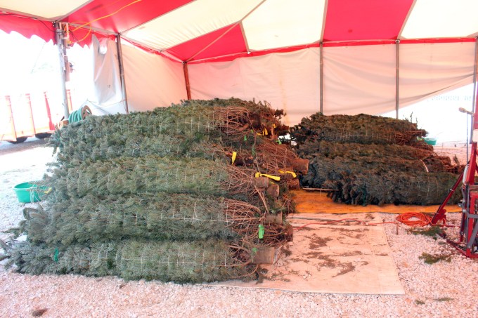 HEre's the batch of trees we received. Lifting some of these required two people 