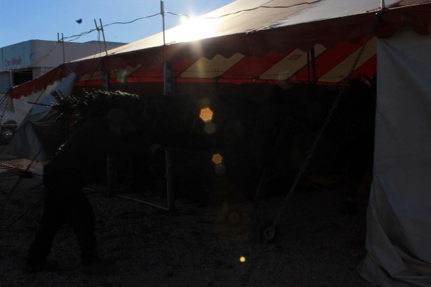 Wheeling it into the tent