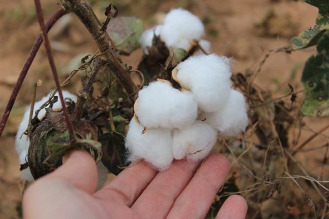 Genuine cotton balls. Very cool