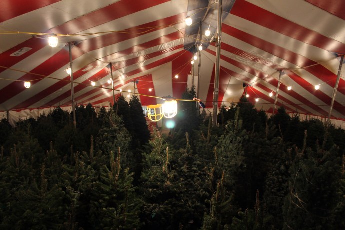 Lee tried to take a picture on a ladder but you can't really capture how many trees were in here