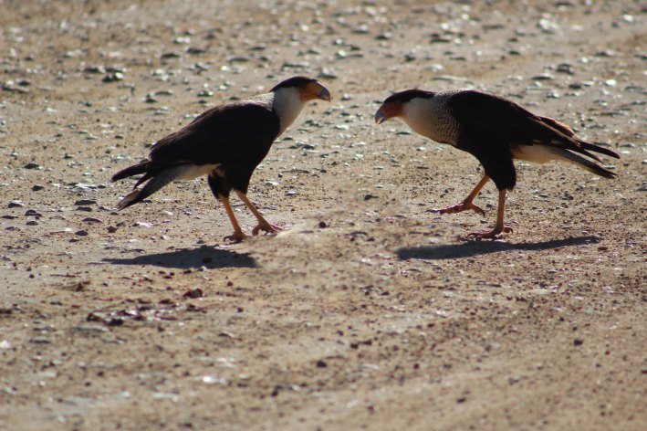 I photoshopped out the roadkill on this one. Fair warning the next have it all