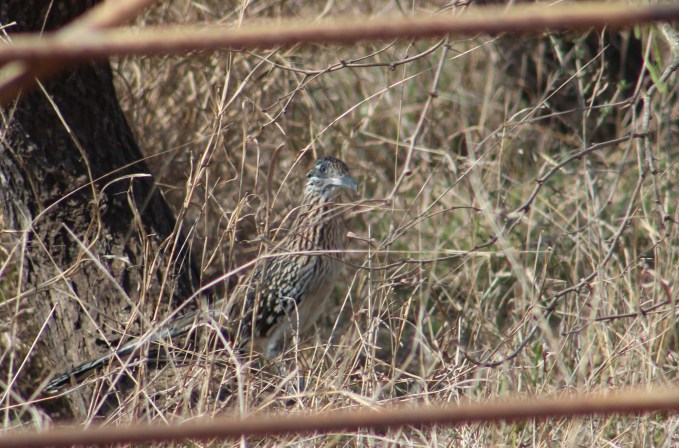 Lee got this shot before it scampered away